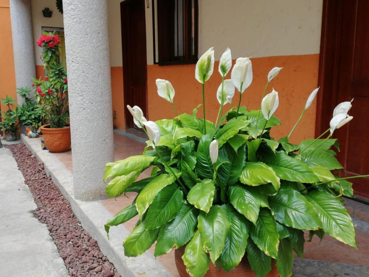 Hotel El Huapango Ciudad Valles Eksteriør billede